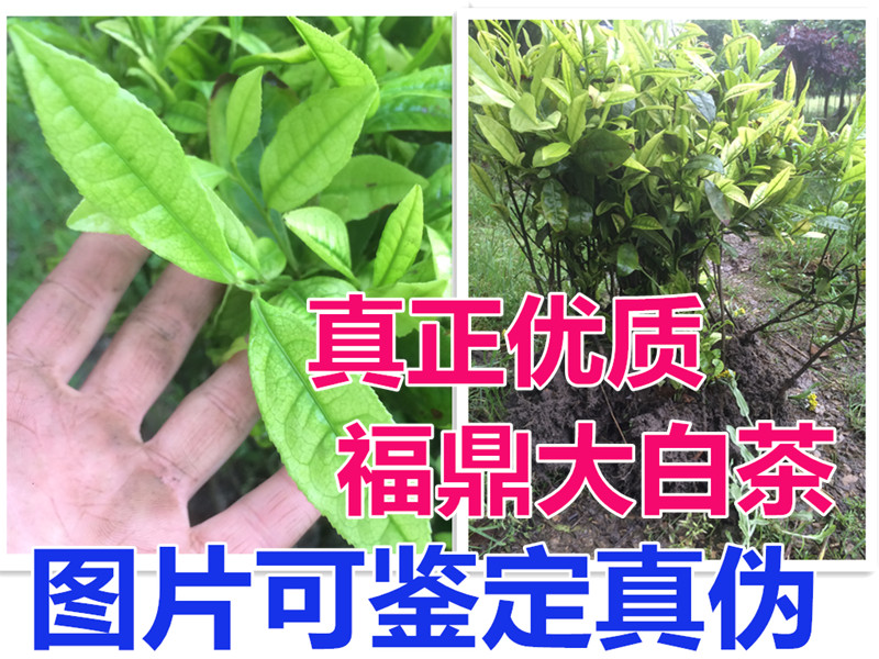 Fuding Dabaicha Sapling Potted plant White tea Tea tree bonsai Old tea Part Deliver goodsin the Flower delivery/Flowers simulation/Plants gardening , Garden Plants/Trees/Fruit tree, Foliage/Flowering Shrubs category - from Buy2taobao.com to provide professional Taobao agent buy service