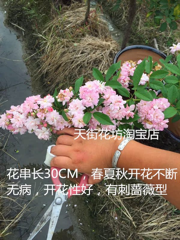 天街花坊宁波树型欧月 爬藤月季棒棒糖树月蔷薇多季开花呼吸香水在类目 鲜花速递/花卉仿真/绿植园艺, 花卉/绿植盆栽(新), 花卉中 - 来自Buy2taobao.com提供专业的淘宝代购服务