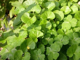 Centella Hydrosol universal repair Effect remarkable High concentrations 100% Saturation essential oil 100mlin the Skin Care/Body/Essential oils , Aromatherapy essential oils , Hydrosol/Flower water category - from Buy2taobao.com to provide professional Taobao agent buy service