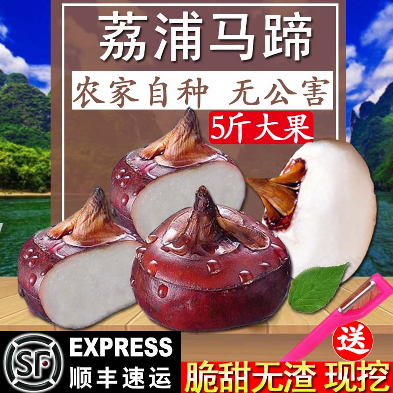 顺丰包邮特大广西新鲜荔浦马蹄荸荠地梨农家时令即食水果蔬菜现挖在类目 水产肉类/新鲜蔬果/熟食, 新鲜蔬菜/蔬菜制品, 新鲜蔬菜, 其它中 - 来自Buy2taobao.com提供专业的淘宝代购服务