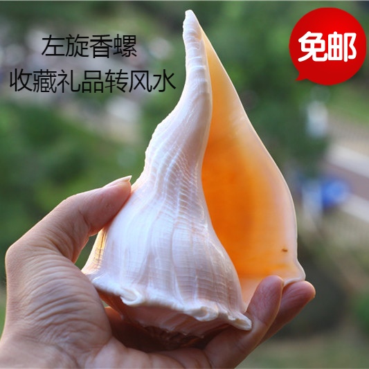 包邮天然海螺贝壳左旋螺观音螺香螺 祭祀法器佛器礼品纪念品海星在类目 家居饰品, 创意饰品, 海螺/贝壳/珊瑚中 - 来自Buy2taobao.com提供专业的淘宝代购服务