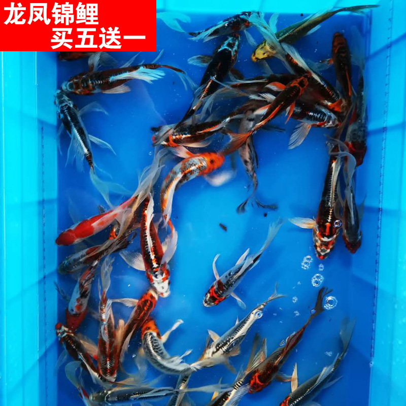 观赏鱼纯种锦鲤活体风水鱼冷水鱼红草金鱼活体红白三色龙凤锦鲤在类目 宠物/宠物食品及用品, 水族世界, 鱼中 - 来自Buy2taobao.com提供专业的淘宝代购服务
