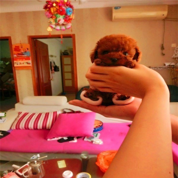 定金泰迪贵宾犬出售出售 纯种出售 玩具体出售活体泰泰迪 泰迪|ruв категории электронный словарь/электрический бумажных книг/канцелярские принадлежности, полиграфической продукции, Другие упаковка мешок - от Buy2taobao.com для оказания профессиональной услуги покупки агента Taobao