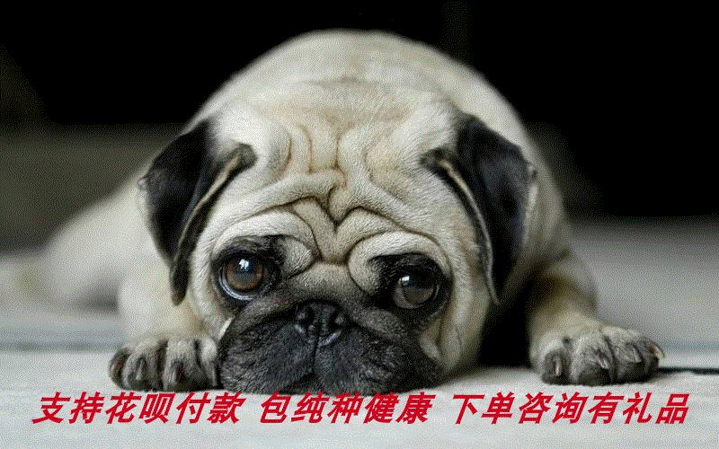纯种巴哥幼犬八哥犬活体宠物狗狗小短腿小型哈巴狗家养的幼崽出售|ruв категории животное/Животное питание и принадлежностей, Пэт жизнь услуг, подготовки, Пэт - от Buy2taobao.com для оказания профессиональной услуги покупки агента Taobao