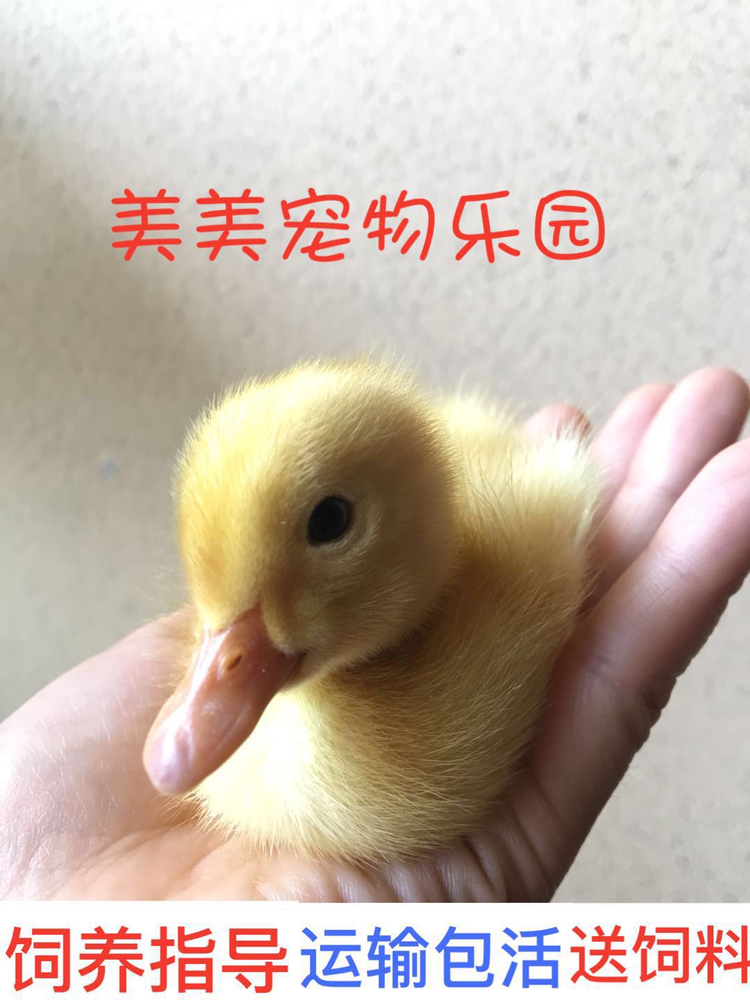 宠物鸭小黄鸭网红大白鸭活体王思聪宠物鸭柯尔鸭可达鸭两只包邮|msdalam kategori haiwan peliharaan/makanan haiwan dan bekalan, Burung dan bekalan, burung - dari Buy2taobao.com untuk memberikan perkhidmatan ejen Taobao profesional membeli