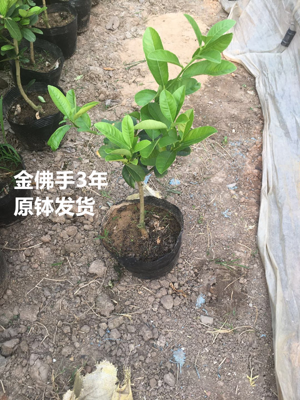 金華佛手盆栽 室內外庭院 陽台盆栽 金佛手樹苗 帶果子發貨 包郵在類目 鮮花速遞/花卉仿真/綠植園藝, 花卉/綠植盆栽(新), 綠植中 - 來自Buy2taobao.com提供專業的淘寶代購服務