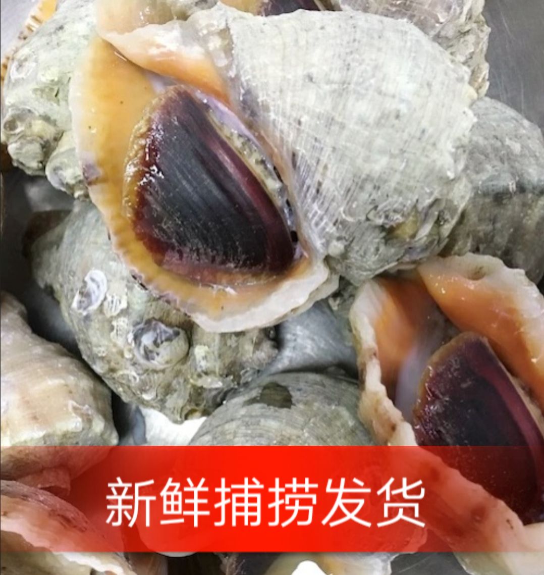 海捕鲜活生猛新鲜小海螺海螺贝类水产品99元3斤15只左右|msdalam kategori daging perikanan/Buah-buahan segar dan sayur-sayuran/dimasak, makanan laut/produk akuatik/produk, kerang, produk kerang - dari Buy2taobao.com untuk memberikan perkhidmatan ejen Taobao profesional membeli