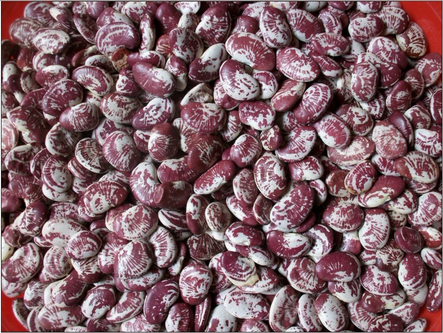 Putian, Fujian Flower bean/Tiger bean/3 Kinds of Qushi Bean 60 elementin the Agri rice/Dried foods/Condiment , Meter/Flour/Grains , Beans , Other category - from Buy2taobao.com to provide professional Taobao agent buy service
