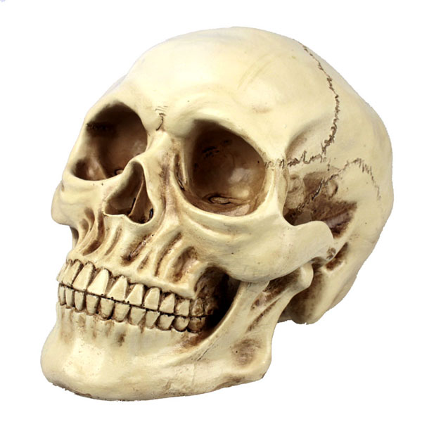 High simulation 11:Human beings skull Model Medical Science terror resin Skull Creative toysin the Toy/Childs/Puzzle/Building block/Model , Static model , Other model toys category - from Buy2taobao.com to provide professional Taobao agent buy service