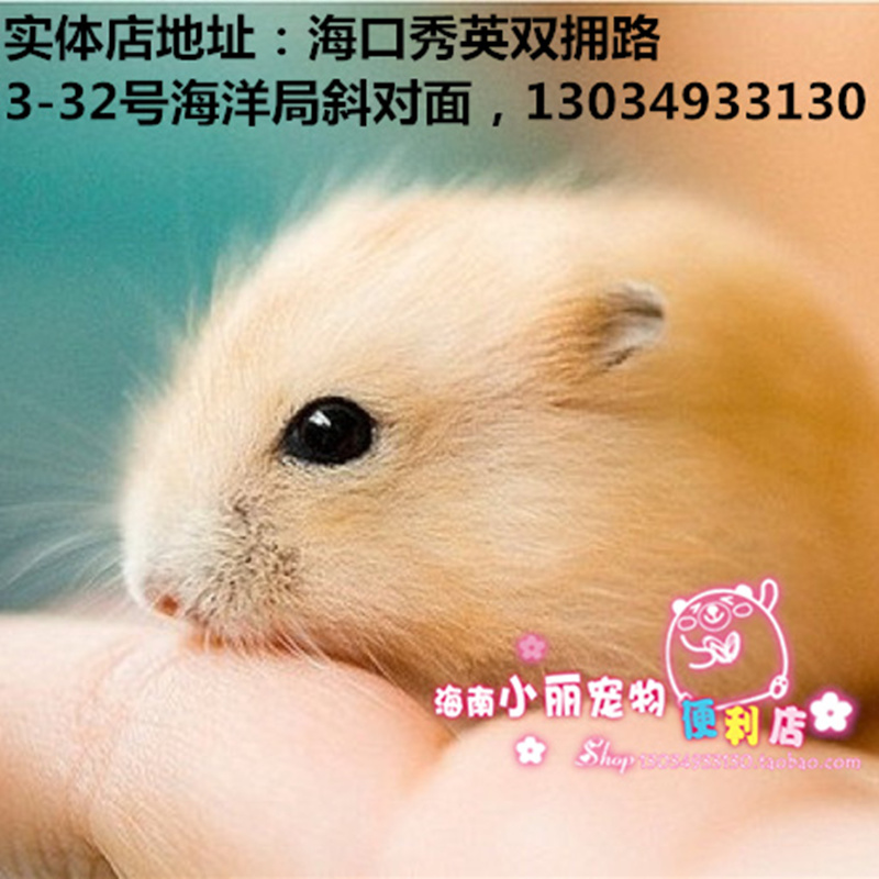 Hainan Mary Pudding hamster Yellow brown body goods in stock Baby hamster Pets Three wire hamsterin the Pet/Pet food and supplies , Class pet hamsters and other small , Hamsters category - from Buy2taobao.com to provide professional Taobao agent buy service