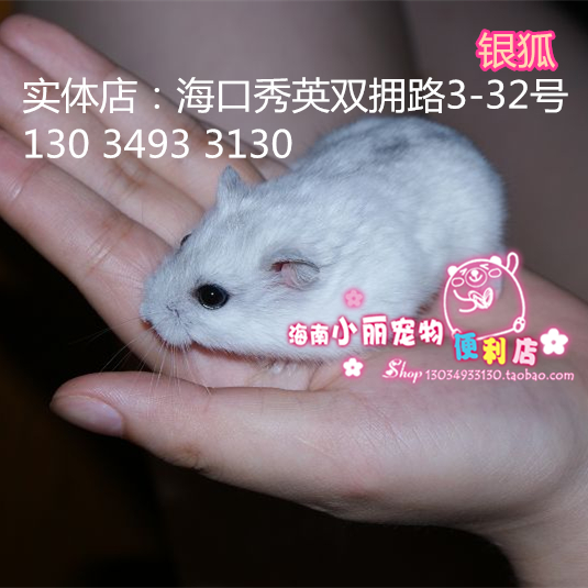 银狐仓鼠 白色主体灰色背线 三线类仓鼠包活在类目 宠物/宠物食品及用品, 仓鼠类及其它小宠, 仓鼠中 - 来自Buy2taobao.com提供专业的淘宝代购服务