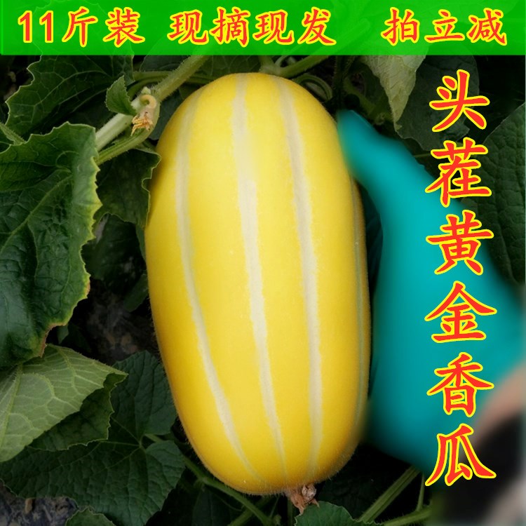 黄金瓜新鲜水果蜜瓜伊丽莎白瓜香瓜新鲜黄金瓜蜜香瓜甜瓜10斤包邮在类目 水产肉类/新鲜蔬果/熟食, 新鲜水果, 其它中 - 来自Buy2taobao.com提供专业的淘宝代购服务