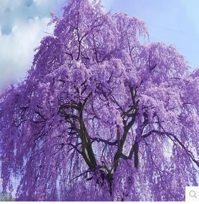 蓝花楹树苗 凤凰木苗庭院绿化 凤凰木树苗 蓝花楹苗 红花庭院植物在类目 鲜花速递/花卉仿真/绿植园艺, 花园植物/行道树/果树, 行道树/乔木中 - 来自Buy2taobao.com提供专业的淘宝代购服务