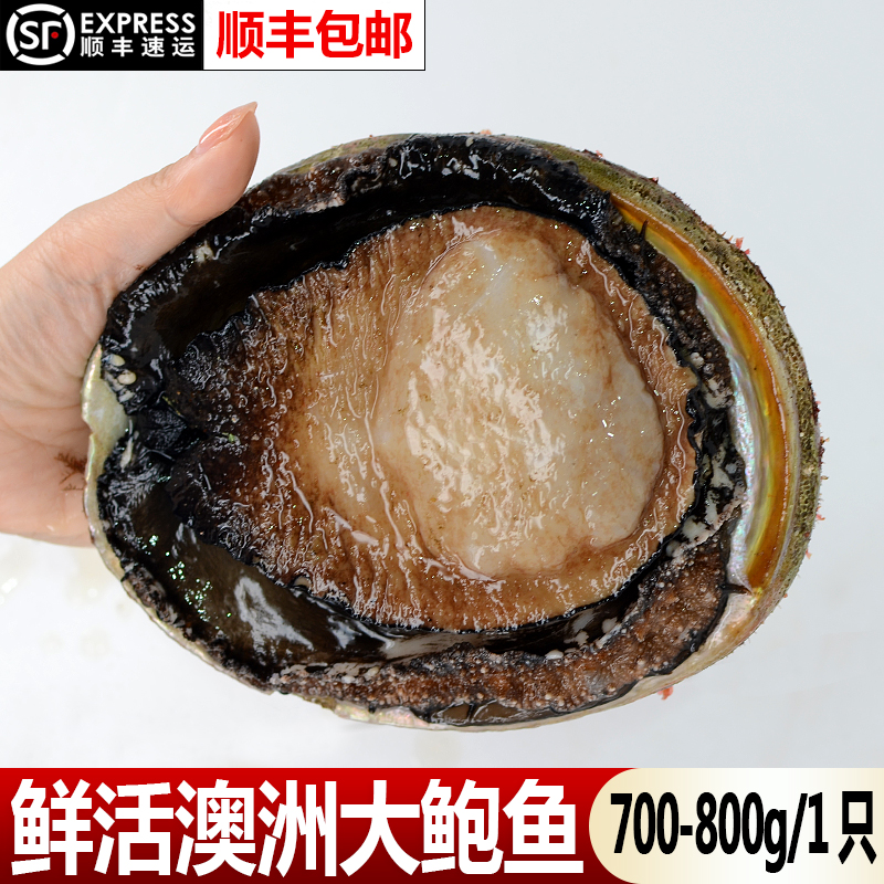 澳大利亚鲍鱼鲜活野生特超大龙虾澳洲帝王蟹海鲜水产大礼包800克|msdalam kategori daging perikanan/Buah-buahan segar dan sayur-sayuran/dimasak, makanan laut/produk akuatik/produk, kerang, Abalone - dari Buy2taobao.com untuk memberikan perkhidmatan ejen Taobao profesional membeli