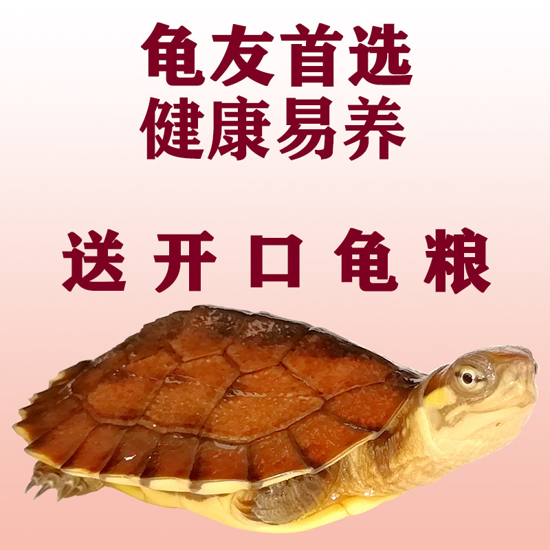 China Tortoise Tortoise Tortoise Little Turtle Turtle Watch Water and land Fengshui Town house living thing Release Terrapins Free Postin the Pet/Pet food and supplies , Aqua World , Turtle/Turtle category - from Buy2taobao.com to provide professional Taobao agent buy service
