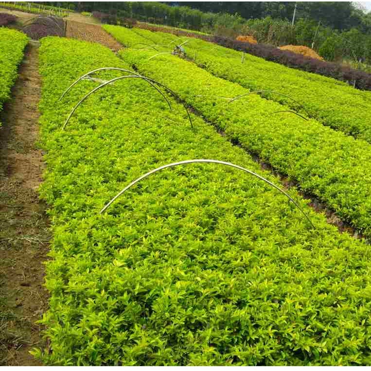 green engineering Seedlings Aurea Privet Seedlings Ligustrum Flower seedlings Ligustrum Flower seedlingsin the Flower delivery/Flowers simulation/Plants gardening , Garden plants/Trees wood/Fruit tree category - from Buy2taobao.com to provide professional Taobao agent buy service