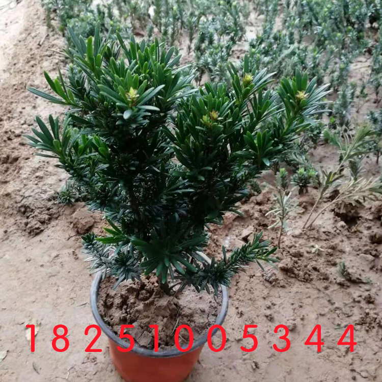 米叶罗汉松小苗盆景素材盆栽正宗雀舌红芽黑珍珠小叶罗汉松树苗树|msdalam kategori penghantaran bunga/bunga simulasi/tumbuhan berkebun, bunga/Tumbuh-tumbuhan tumbuh-tumbuhan pasu (baru), tumbuh-tumbuhan hijau - dari Buy2taobao.com untuk memberikan perkhidmatan ejen Taobao profesional membeli