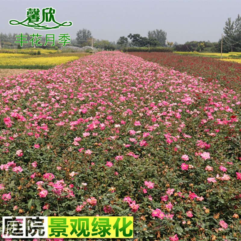 丰花月季花苗红帽月季黄帽月季庭院小区花坛工程绿化苗木扦插小苗在类目 鲜花速递/花卉仿真/绿植园艺, 花卉/绿植盆栽(新), 花卉中 - 来自Buy2taobao.com提供专业的淘宝代购服务