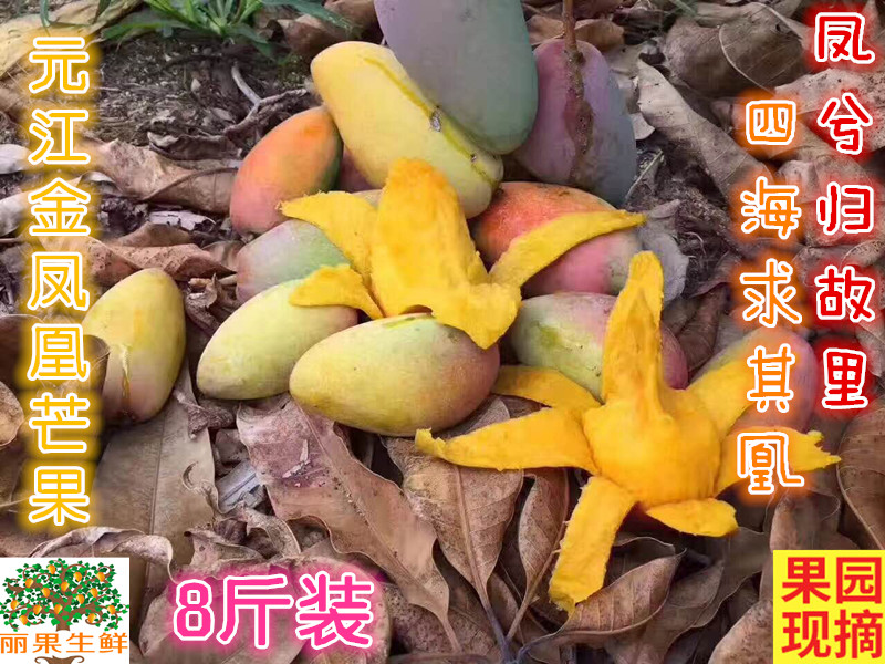 Yunnan Yuanjiang fresh fruit Golden Phoenix Mango Hongjinlong Mango Royal Mango Sweet 8in the Aquatic meat/Fresh fruits and vegetables/Cooked , Fresh fruit , Mango category - from Buy2taobao.com to provide professional Taobao agent buy service