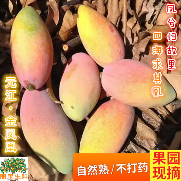 云南元江新鲜水果大金凤凰芒果红金龙芒果大贵妃芒果香甜5斤包邮|ruв категории водной мясо/свежие фрукты и овощи/еда, свежие фрукты, манго - от Buy2taobao.com для оказания профессиональной услуги покупки агента Taobao