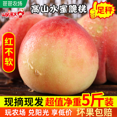 红不软高山脆蜜桃 新鲜水果应当季桃子5斤装现摘现发毛桃香甜孕妇