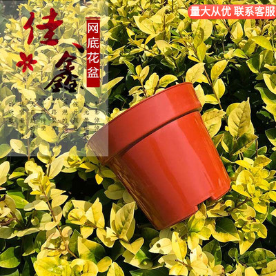 加厚一次性育苗花盆种植盆育苗盆圆形多肉小花盆简易花盆特价清仓