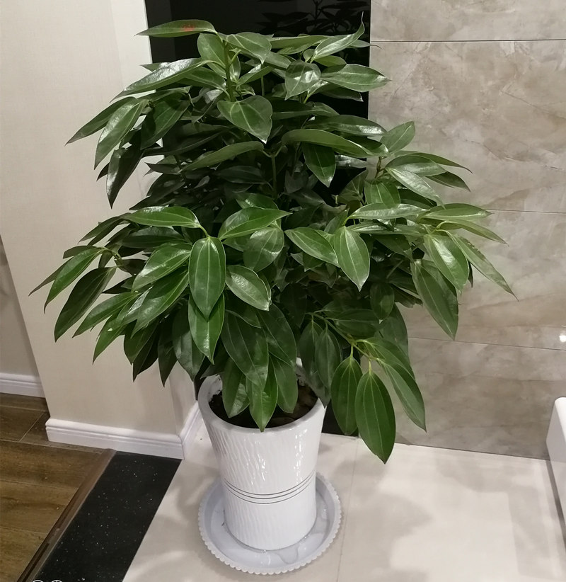大型绿植平安树盆栽大客厅幸福树四季常青绿色植物花卉办公室包邮在类目 鲜花速递/花卉仿真/绿植园艺, 花卉/绿植盆栽(新), 大型绿植/成品组合盆栽中 - 来自Buy2taobao.com提供专业的淘宝代购服务