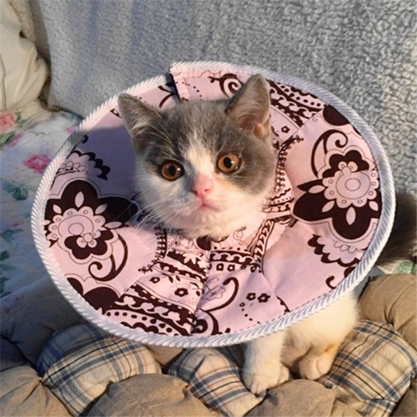 伊丽莎白圈猫咪宠物项圈软布耻辱罩保护头套防挠狗脖圈狗狗兔防咬在类目 宠物/宠物食品及用品, 猫/狗日用品, 嘴套中 - 来自Buy2taobao.com提供专业的淘宝代购服务