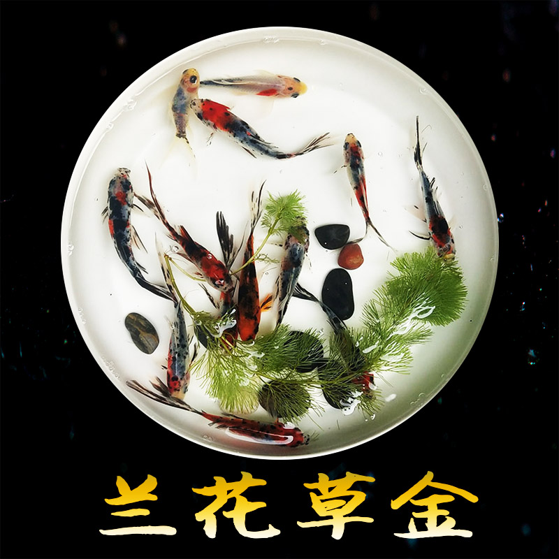 Goldfish Ornamental fish Cold water freshwater Grass carp Flowers gold Koi Nagao Goldfishin the Pet/Pet food and supplies , Aqua World , Fish category - from Buy2taobao.com to provide professional Taobao agent buy service