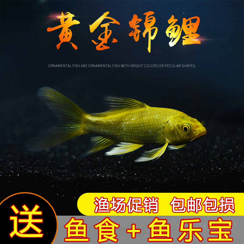 鱼活体黄金锦鲤龙凤长尾耐活的观赏鱼冷水鱼锦鲤鱼纯种风水鱼招财|msdalam kategori haiwan peliharaan/makanan haiwan dan bekalan, Aquarium World, ikan - dari Buy2taobao.com untuk memberikan perkhidmatan ejen Taobao profesional membeli