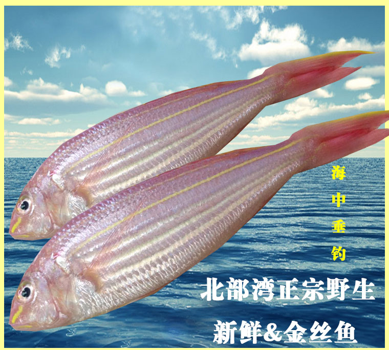 湛江海鲜特产红线鱼新鲜金丝鱼野生深海鱼金线鱼当天海钓鱼冰鲜鱼在类目 水产肉类/新鲜蔬果/熟食, 海鲜/水产品/制品, 其它中 - 来自Buy2taobao.com提供专业的淘宝代购服务
