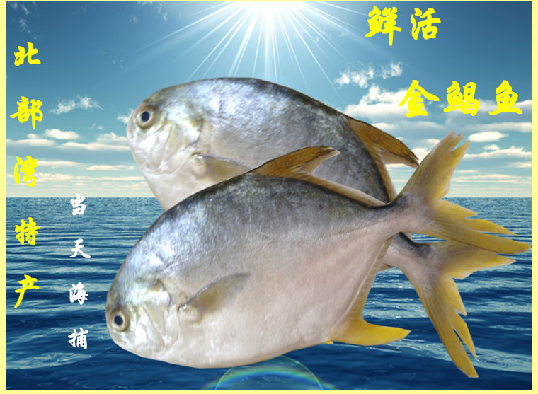 Beibu Gulf Fish fresh Golden Pomfret Deep sea Golden Pomfret Fish Fresh Aquatic products Butterfish 5 pounds Overallin the Aquatic meat/Fresh fruits and vegetables/Cooked , Seafood/Aquatic/Product , Other category - from Buy2taobao.com to provide professional Taobao agent buy service