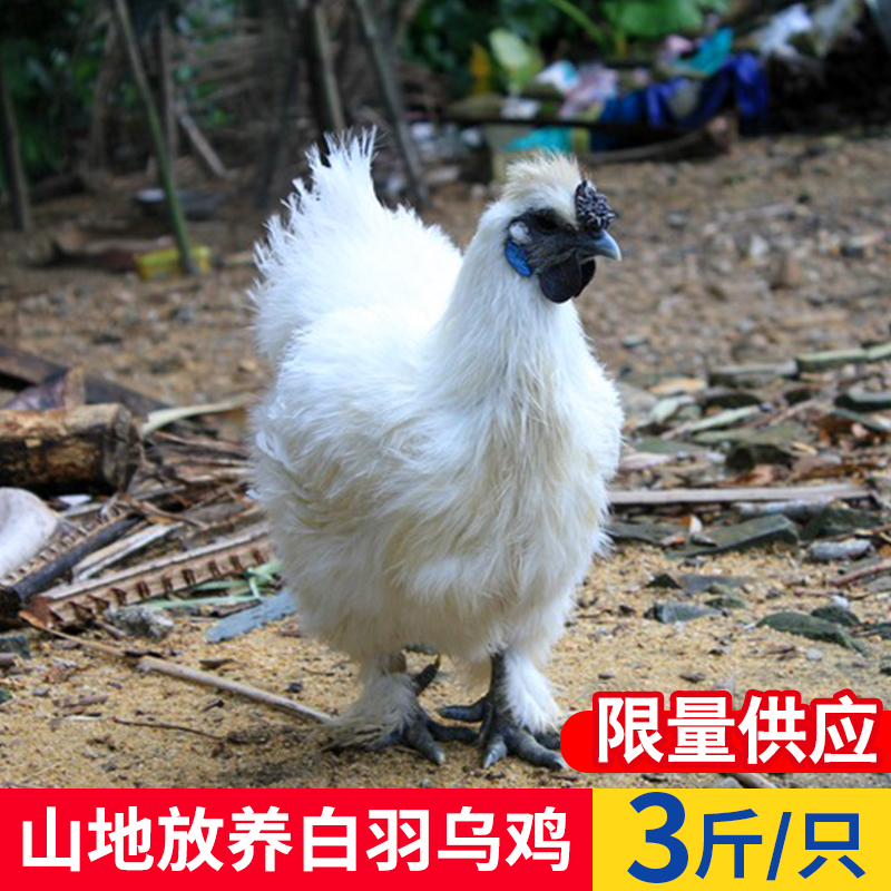 Jinan Backyard Silky Farm Free range chicken Hakuho Wuji fresh pregnant woman the elderly Soupin the Aquatic meat/Fresh fruits and vegetables/Cooked , Raw meat/Meat , Chicken , Whole chicken  category - from Buy2taobao.com to provide professional Taobao agent buy service