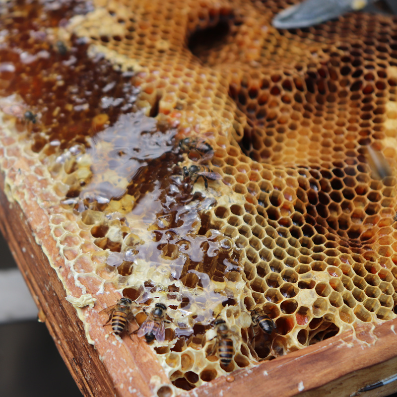 Longan Nectar longan Nectar wild Soil honey Farm Production Flowers natural wild Soil honeyin the Traditional nourishing food , Honey category - from Buy2taobao.com to provide professional Taobao agent buy service