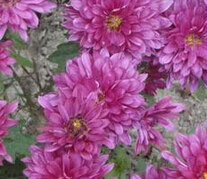矮四季菊 四季菊种苗 四季栽培 花多色 四季开花 种苗在类目 鲜花速递/花卉仿真/绿植园艺, 花卉/绿植盆栽(新), 花卉中 - 来自Buy2taobao.com提供专业的淘宝代购服务
