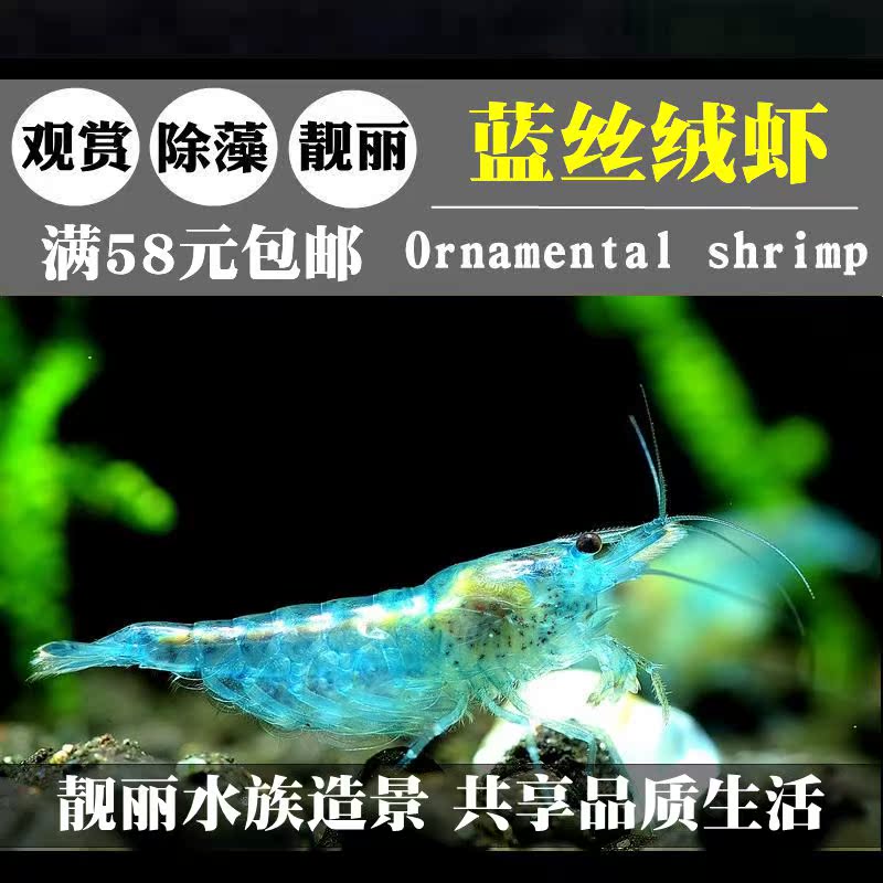 水族淡水宠物虾梦幻蓝丝绒米虾观赏虾活体虾除藻虾清洁虾蓝珍珠虾在类目 宠物/宠物食品及用品, 水族世界, 虾中 - 来自Buy2taobao.com提供专业的淘宝代购服务