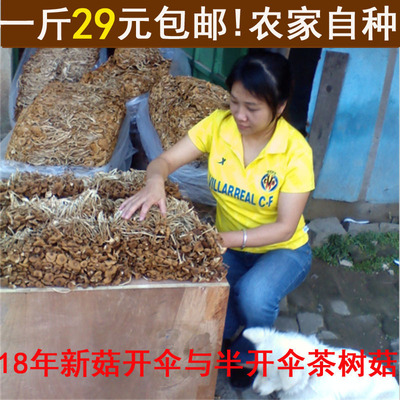 松姐古田特产农家茶树菇特级开伞2018新货茶薪菇干货500克包邮
