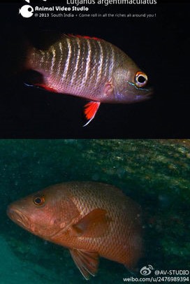 紫红笛鲷 活体包活 汽水海水淡化淡水耐活练手宠物冷水原生稀有鱼在类目 宠物/宠物食品及用品, 水族世界, 鱼中 - 来自Buy2taobao.com提供专业的淘宝代购服务