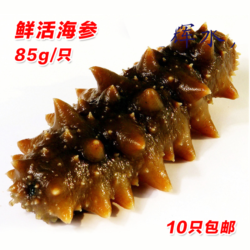 海参新鲜鲜活刺参辽参青岛天然活海深小海叁活体非大连即食单个装在类目 水产肉类/新鲜蔬果/熟食, 海鲜/水产品/制品, 海参中 - 来自Buy2taobao.com提供专业的淘宝代购服务
