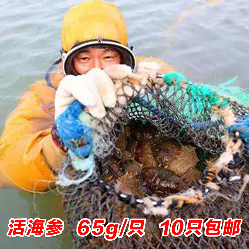 活体海参鲜活青岛大连活海渗小海叁即食海参辽刺参新鲜22元/只鲜在类目 水产肉类/新鲜蔬果/熟食, 海鲜/水产品/制品, 海参中 - 来自Buy2taobao.com提供专业的淘宝代购服务