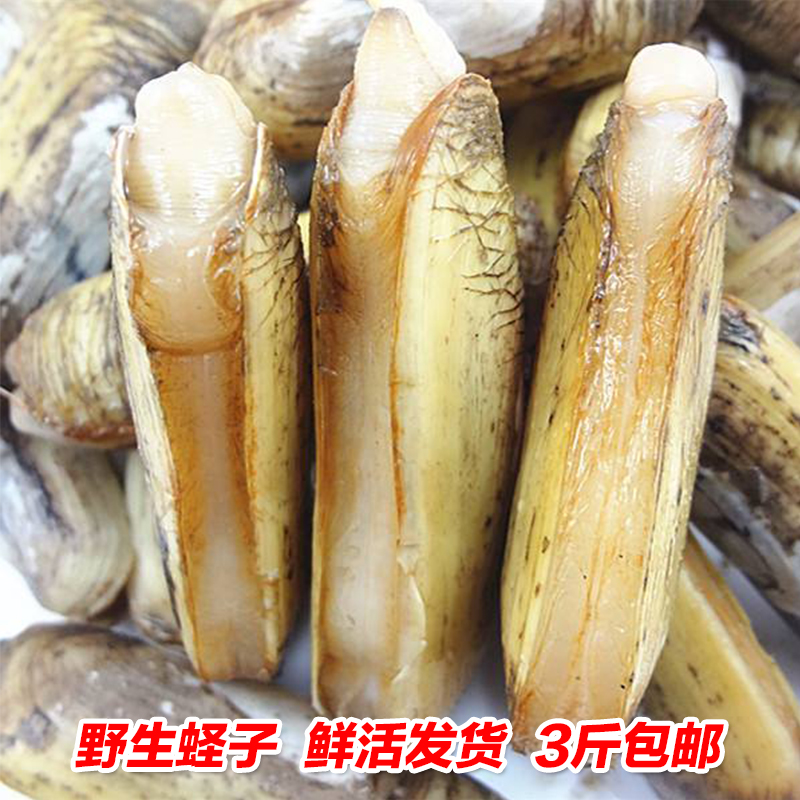蛏子鲜活海鲜水产青岛无沙大竹节蛏活小竹蛏王特大贝类贝壳类包邮在类目 水产肉类/新鲜蔬果/熟食, 海鲜/水产品/制品, 贝类, 贝类制品中 - 来自Buy2taobao.com提供专业的淘宝代购服务