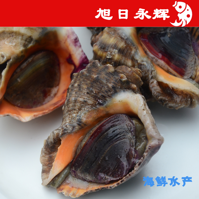 1斤2只超大海螺鮮活海鮮大輝水産活體貝類料理青島特産海捕包郵在類目 水產肉類/新鮮蔬果/熟食, 海鮮/水產品/製品, 貝類, 貝類製品中 - 來自Buy2taobao.com提供專業的淘寶代購服務