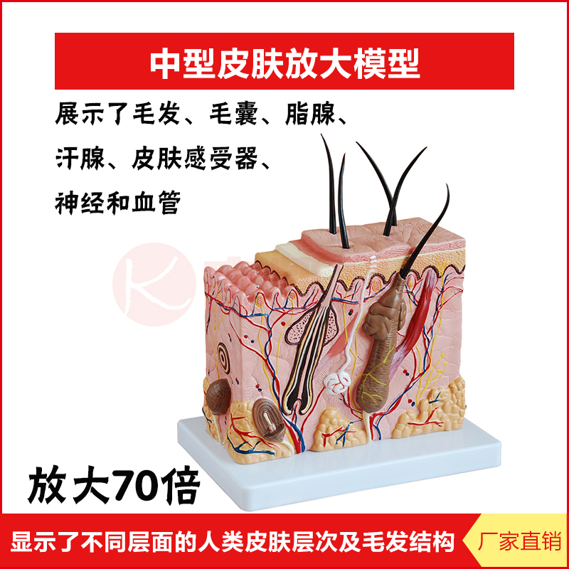 皮肤结构放大模型组织层次立体构造微整形美容医学教学模具玩具在类目 玩具/童车/益智/积木/模型, 静态模型, 其他模型玩具中 - 来自Buy2taobao.com提供专业的淘宝代购服务