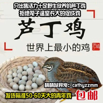 蓝胸鹌鹑青年下蛋小鸟迷你宠物鸡芦丁鸡会孵化种蛋桂花雀活体随机在类目 宠物/宠物食品及用品, 其它宠物, 其它宠物中 - 来自Buy2taobao.com提供专业的淘宝代购服务