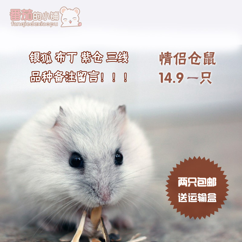 特价宠物仓鼠活体宝宝三线银狐布丁紫仓自家繁殖送运输盒包邮在类目 宠物/宠物食品及用品, 仓鼠类及其它小宠, 仓鼠中 - 来自Buy2taobao.com提供专业的淘宝代购服务