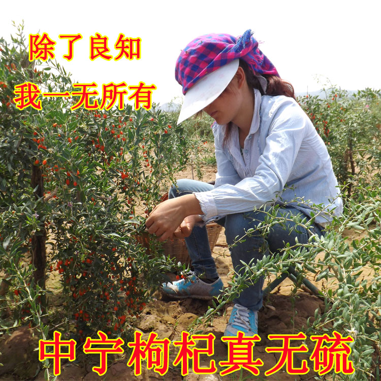 June Qiyuanhong Ningxia Wolfberry Gou Qi Zi Dual use 500g Rather wolfberry Farmin the Traditional nourishing food , Wolfberry and its products , Wolfberry category - from Buy2taobao.com to provide professional Taobao agent buy service