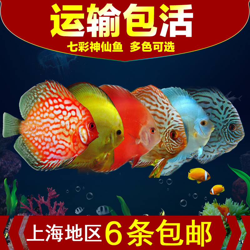 热带观赏七彩神仙鱼6-8厘米鱼场直销包活体品相好无黑沙品种齐全|ruв категории животное/Животное питание и принадлежностей, аквариум мира, рыба - от Buy2taobao.com для оказания профессиональной услуги покупки агента Taobao