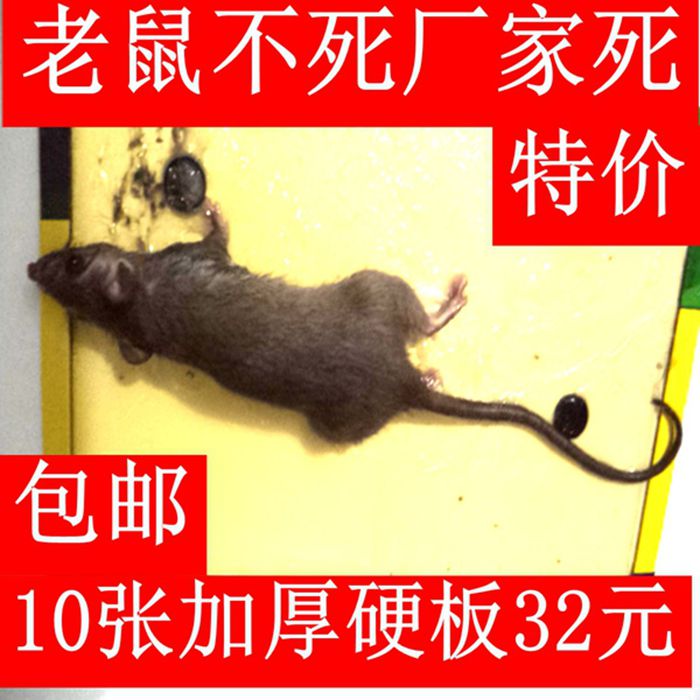 10张贴胶神器粘鼠纸强力型老鼠贴强力占鼠板灭鼠器正品粘贴老鼠胶在类目 洗护清洁剂/卫生巾/纸/香薰, 驱虫用品, 灭鼠/杀虫剂中 - 来自Buy2taobao.com提供专业的淘宝代购服务