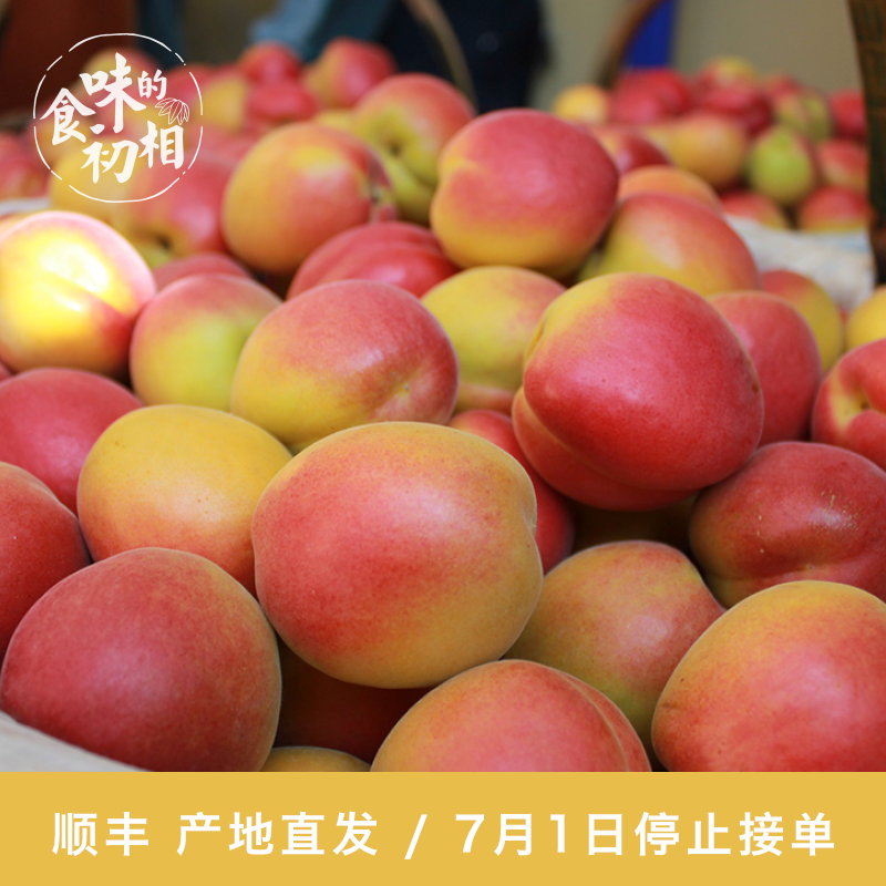 食味推荐 崂山蜜杏 长自崂山响石村 香甜如蜜 4.5斤左右 顺丰包邮|msdalam kategori daging perikanan/Buah-buahan segar dan sayur-sayuran/dimasak, buah-buahan segar, lain - dari Buy2taobao.com untuk memberikan perkhidmatan ejen Taobao profesional membeli