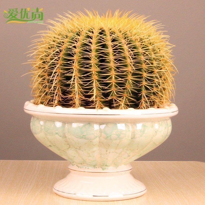 Still excellent Imported Echinocactus Cactus Lazy man Botany Cactus flowers and plants/Green plant Office desktop Potted plantin the Flower delivery/Flowers simulation/Plants gardening , Flowers/Potted plants (New) , Plants category - from Buy2taobao.com to provide professional Taobao agent buy service